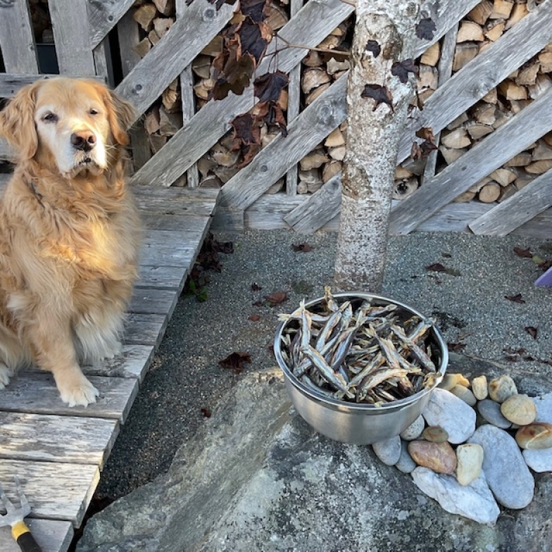 Levis Capes Healthy Doggie Snacks